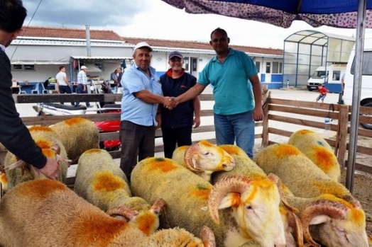 Biga'da canlı hayvan borsası canlandı
