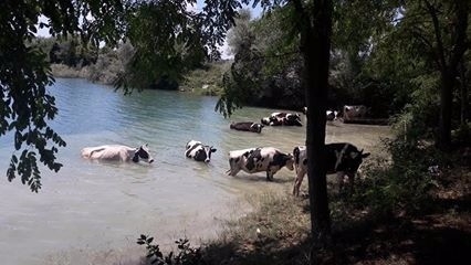 Sıcaktan bunalan inekler kendilerini göletin serin sularına bıraktı