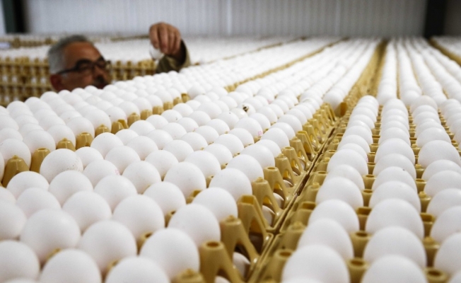 Avrupa’da milyonlarca yumurta raflardan kaldırıldı