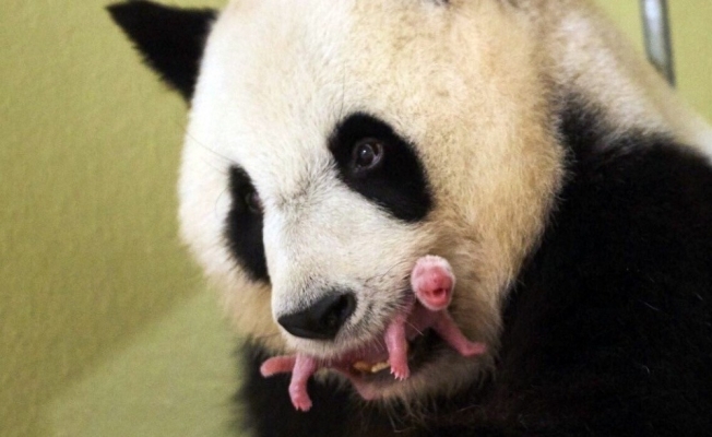 Fransız First Lady yeni doğan pandanın manevi annesi oldu