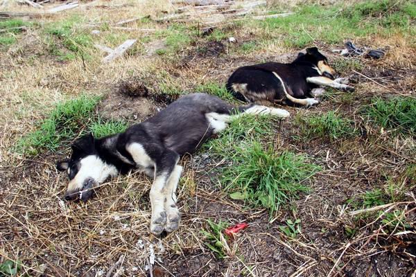 4 köpek zehirli tavuk etleriyle katledildi