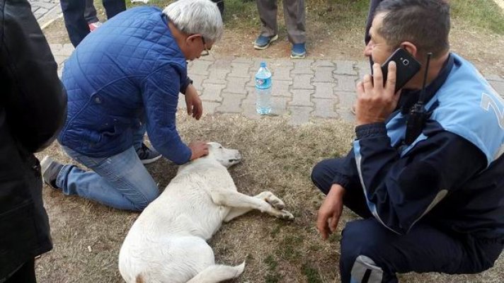Poliklinikler önünde yarı baygın yatan köpeğin yardımına hastalar koştu