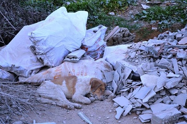 Çöplükte ölü köpekler bulundu