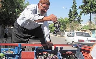 80 Yaşındaki Osman dedenin yetiştirdiği organik üzümlere yoğun ilgi