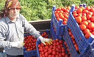 Salçalık domates 45 kuruş