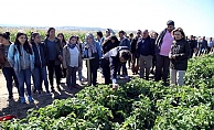 Kumkale’de domateste gübreleme demonstrasyonu…