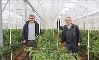 Çanakkale'de ilk kez 'jeotermal sera'da 4 mevsim sebzeler üretiliyor