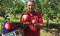 1 kilo 105 gramlık elma görenleri şaşırtıyor