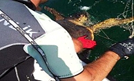 Deniz kaplumbağası takıldığı ağdan kurtarıldı